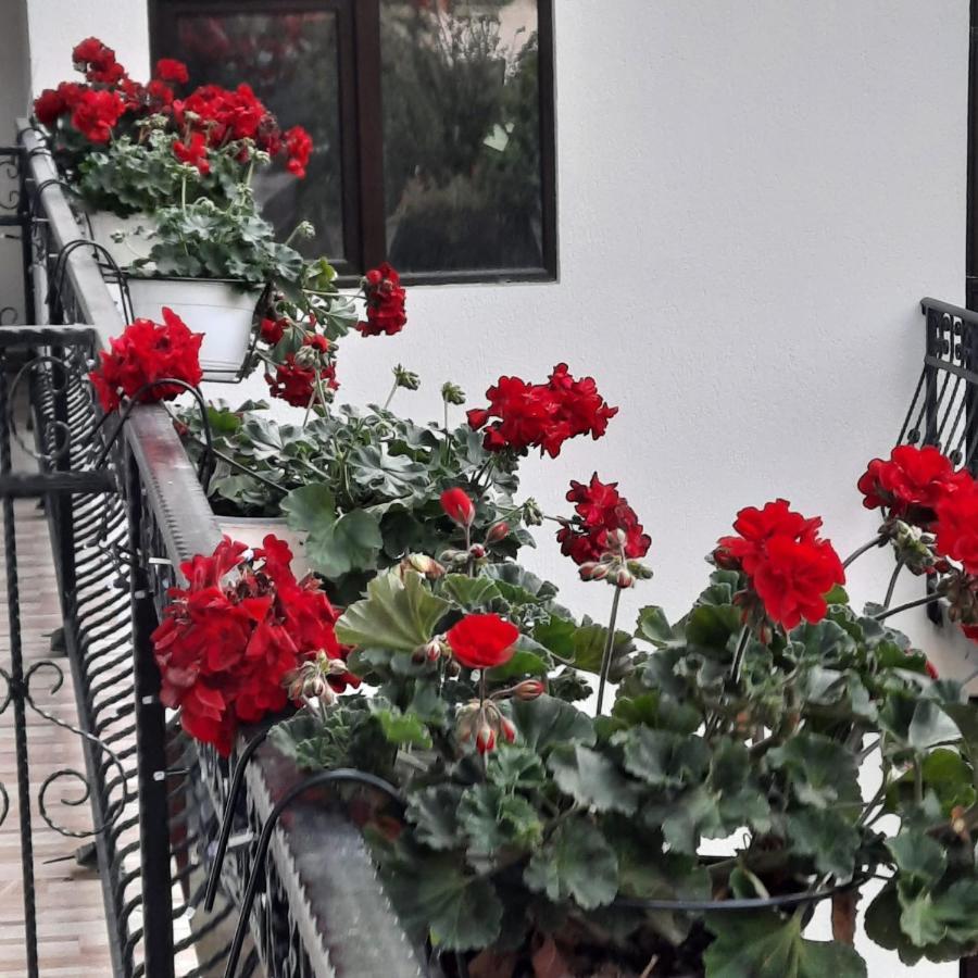 Hotel Casa Dana Olteanu Moeciu De Sus Exterior foto